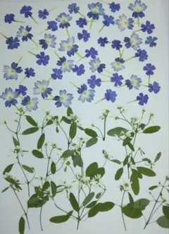 押し花　2種類セット　№144