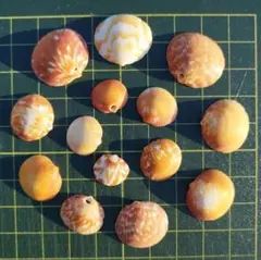 貝殻　二枚貝　セット　14個ミックス【143】