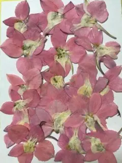 押し花素材パック　チドリ草　18個入 No1020