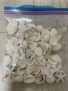 貝殻　ヒトデ