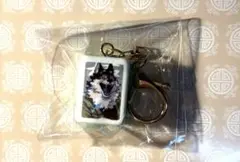 極楽街 近すぎて美しい極近店 POPUP SHOP ヨキ