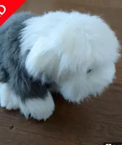 オールドイングリッシュシープドッグ