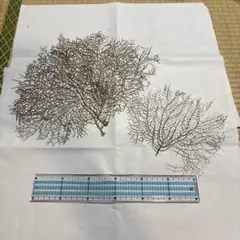 深海植物7-30