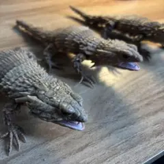 アルマジロトカゲガチャ-スミ入れ2つ通常1つ