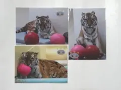 釧路市動物園/アムールトラ/ココア/2Ｌ版写真/3枚セット