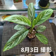 2025年最新】アグラオネマ ニティドゥムの人気アイテム - メルカリ