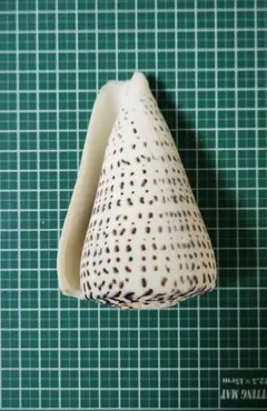 貝殻　イモガイ　貝殻標本　巻き貝