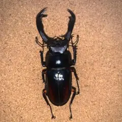 ※大型　良型　マキシカクワガタ♂野外標本 大型 良型 マキシカクワガタ♂野外標本 強か