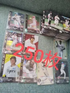ドリームオーダー　プロ野球カード 250枚セット