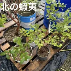 2025年最新】ハスカップ苗木の人気アイテム - メルカリ