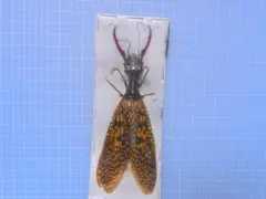 中国産　巨大ヘビトンボ  151mm 中国産巨大ヘビトンボ - メルカリ