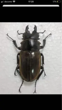 サキシマヒラタクワガタ 標本 サキシマヒラタクワガタ♂標本 - メルカリ