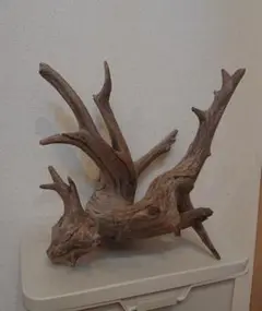 流木 大型