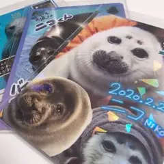 鳥羽水族館　コレクションカード　ニコ