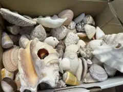 貝殻　大量詰め合わせ　まとめ売り