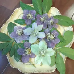 クリスマスローズ 押し花