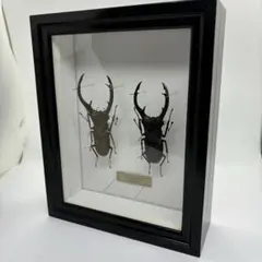 バードウィング製 標本箱 昆虫 蝶 カブトムシ クワガタ 楽天市場】バードウィング製 ドイツ型標本箱 BWミニ （幅25