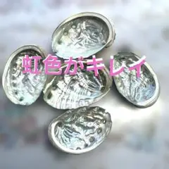 ❣️アワビアバロン貝殻5枚セット⑧虹色がキレイ❣️日本海近海