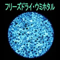 発光実験用 フリーズドライ ウミホタル 0.1g×20本