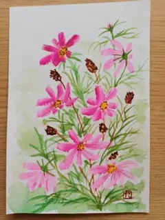 水彩画 コスモスとワレモコウの絵手紙