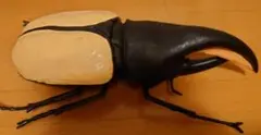 ヘラクレスオオカブト 昆虫 BIG フィギュア 特大 MEGA 60cm!