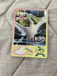 鳥羽水族館　コレクションカード　モモイロペリカン　カンタロウ