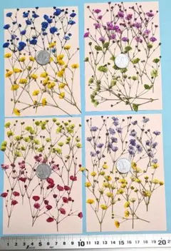 押し花、カラフルかすみ草