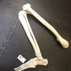 未使用品　人体模型 人体骨格モデルA10 3B SmartAnatomy Sam Anatomical Skeleton | Human Skeleton Model Sam | Human
