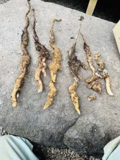 岐阜県産 天然自然薯800g‼️
