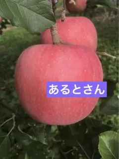 あるとさん