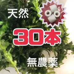天然 アナカリス 30本おもり4個付き 越冬