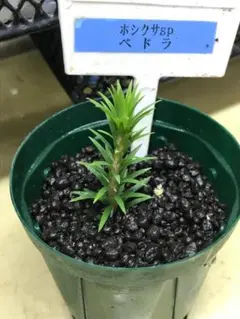 【メルカリ便】珍！ホシクサsp.キンバリーナロー　1株　葉多め　直径６.5cm メルカリ便】珍！ホシクサsp.キンバリーナロー 1株 葉多め 直径