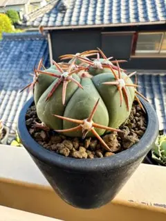 メルカリ便発送☆サボテン エキノカクタス属 翠平丸(実生苗です)