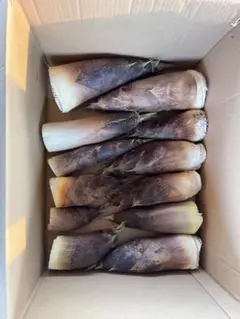 初物 タケノコ １０キロお得パック 体験も人気(*^▽^)/★*☆♪ 2025年最新】たけのこ 10キロの人気アイテム - メルカリ
