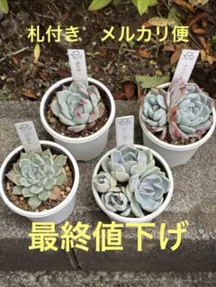 2025年最新】ココニコさん苗の人気アイテム - メルカリ