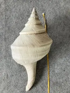 アラフラオオニシ貝？特大50cm程度標本、巻貝貝殻置物オブジェ