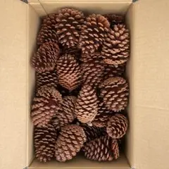 Item thumbnail for item e2f31aae-bdb9-4e09-8cf9-e18758603afe