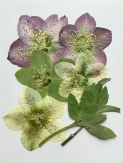 押し花　クリスマスローズ　花　5輪　葉　2枚 K-30>