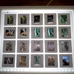 Item thumbnail for item 0b5a9fcd-eacb-460d-a1d5-97dd5481e7bb