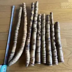 布袋竹