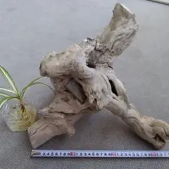 Item thumbnail for item b25949e1-9511-4269-b2d4-a3b0586f670b