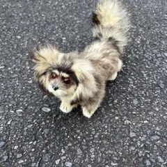 中国犬ペキニーズ風?狸の毛皮で製作された物とトランプ