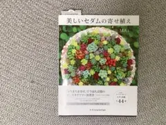 美しいセダムの寄せ植え