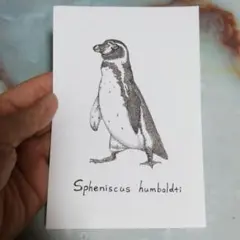 フンボルトペンギン イラスト