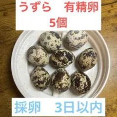 有精卵　並ウズラ　5こ