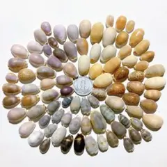 No365 小さなタカラガイ 天然貝殻 セット