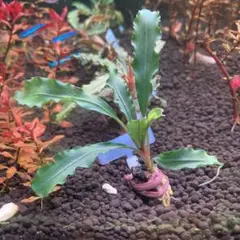 ブセファランドラspグリーンベルベット