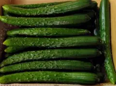 野菜 きゅうり 無農薬