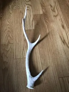 鹿の角 43cm
