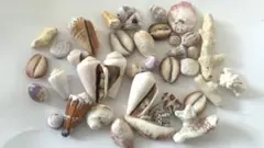 沖縄の貝殻